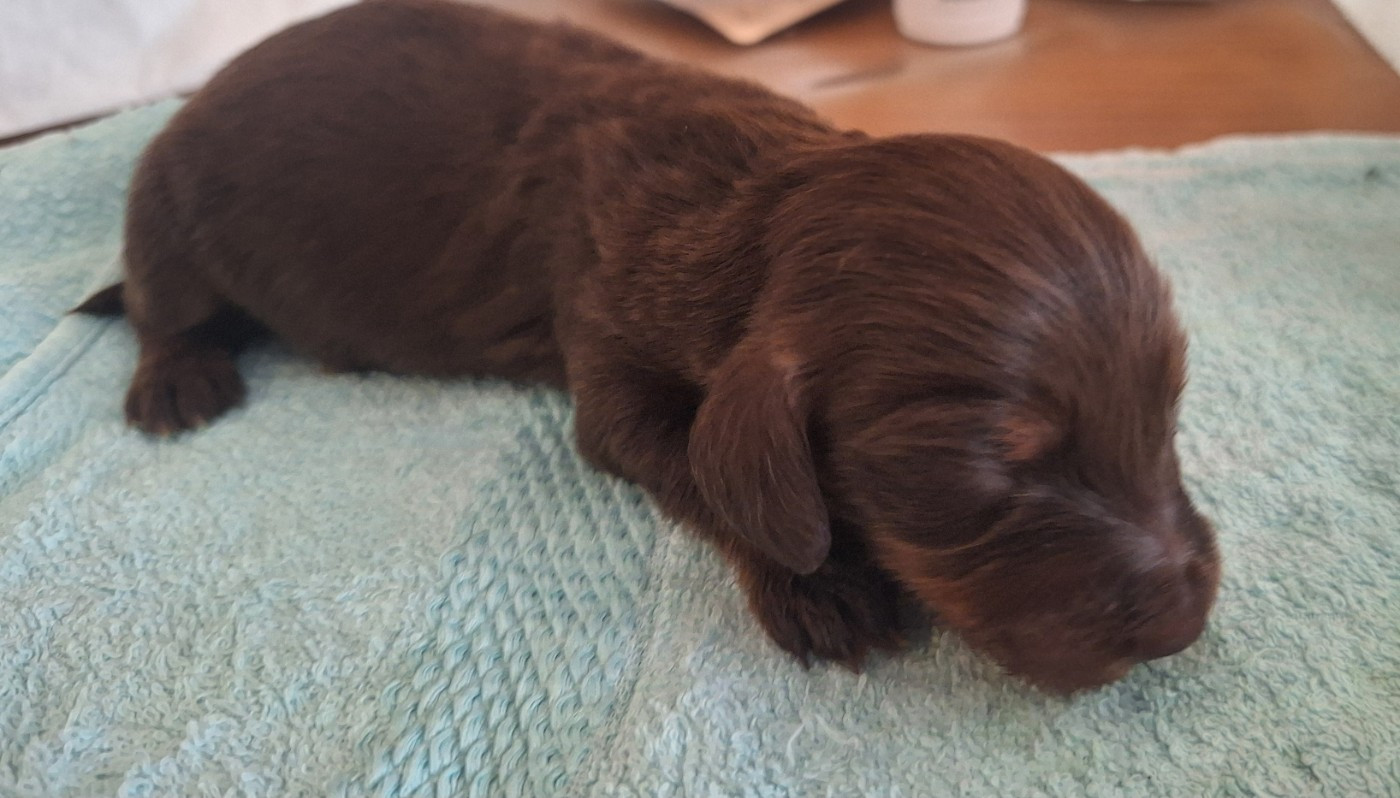 Des Trésors A Petites Patounes - Chiots disponibles - Teckel poil long