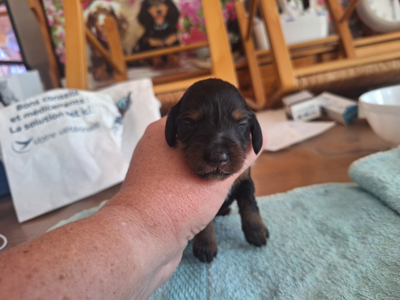 Des Trésors A Petites Patounes - Chiots disponibles - Teckel poil long