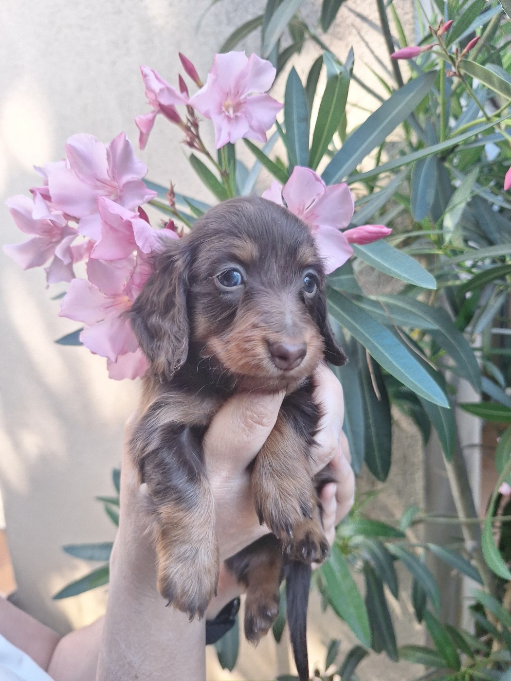 Des Trésors A Petites Patounes - Chiots disponibles - Teckel poil long
