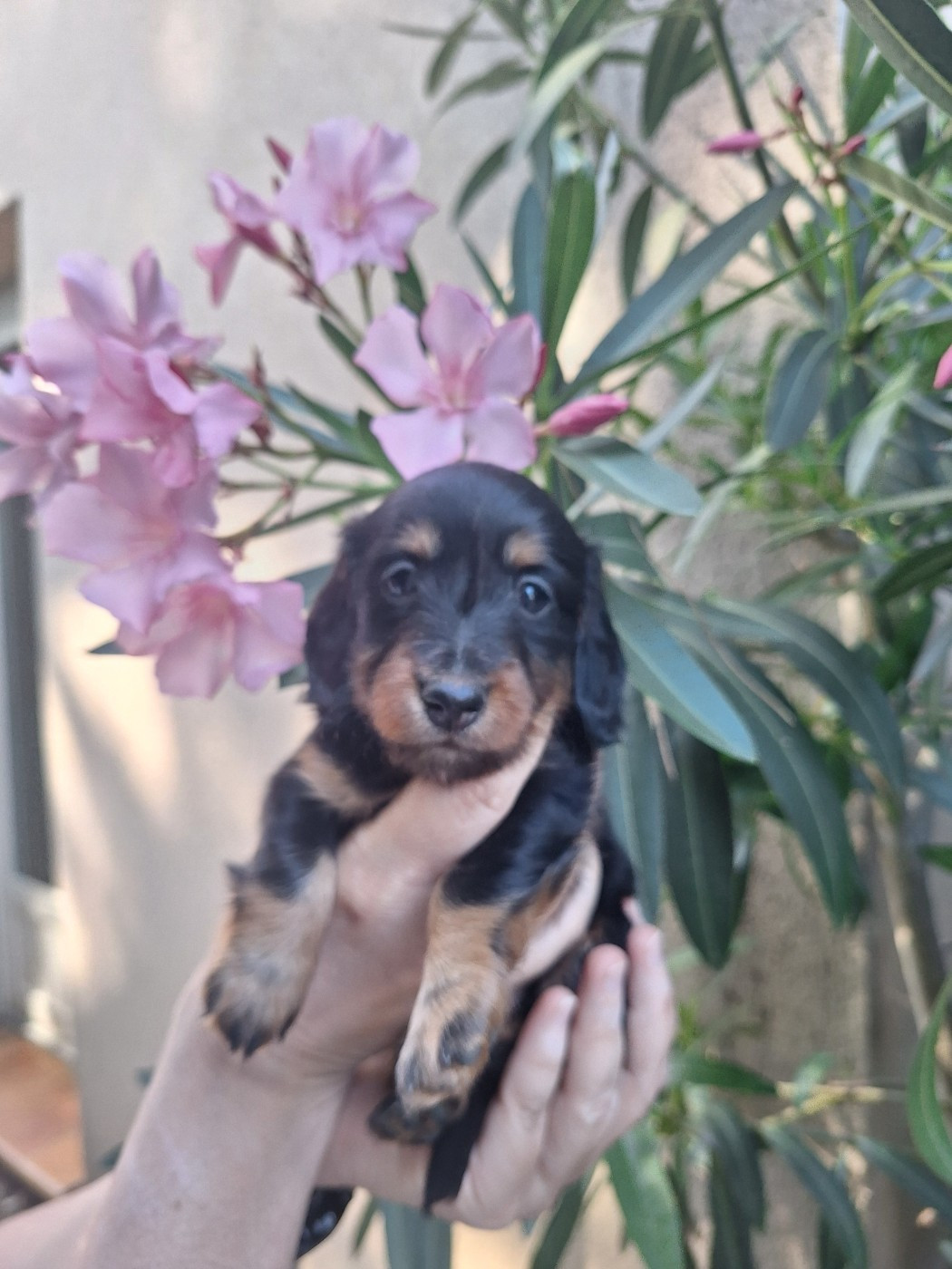 Des Trésors A Petites Patounes - Chiots disponibles - Teckel poil long