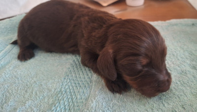 BISCUIT